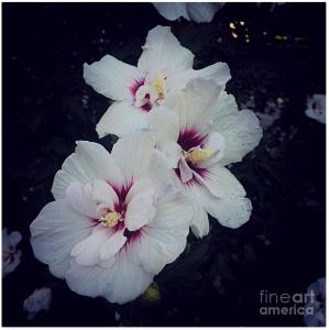 Flowers - White And Pink Hibiscus - Square Photo by Frank J Casella
